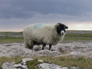 A Swaledale sheep on a limestone pavement in the Yorkshire Dales, UK.